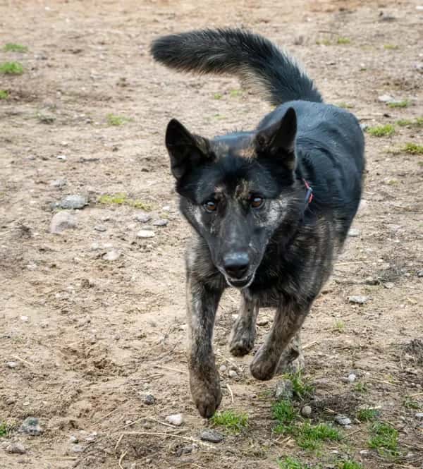 Troja