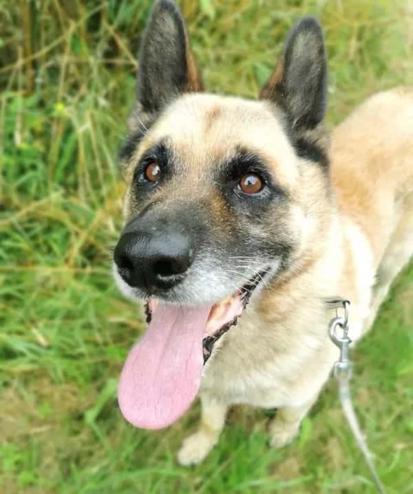 Dingo