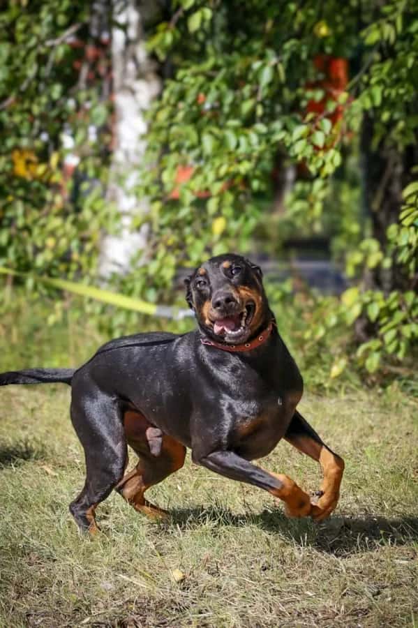 Pablo