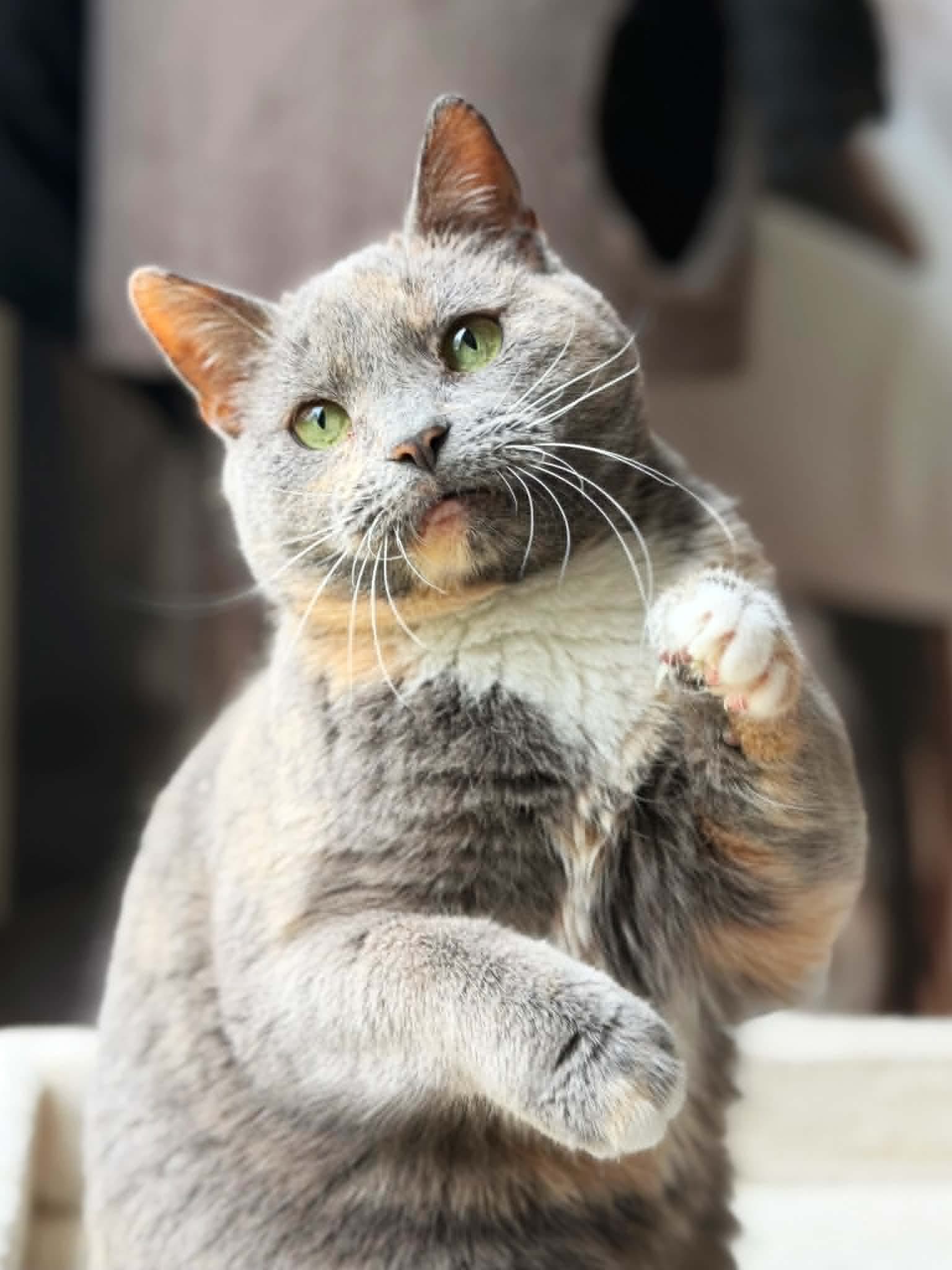 Leticija