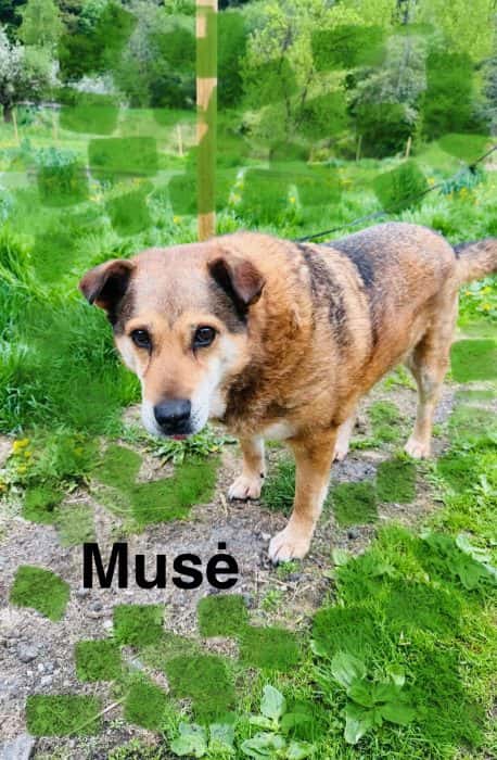 Musė