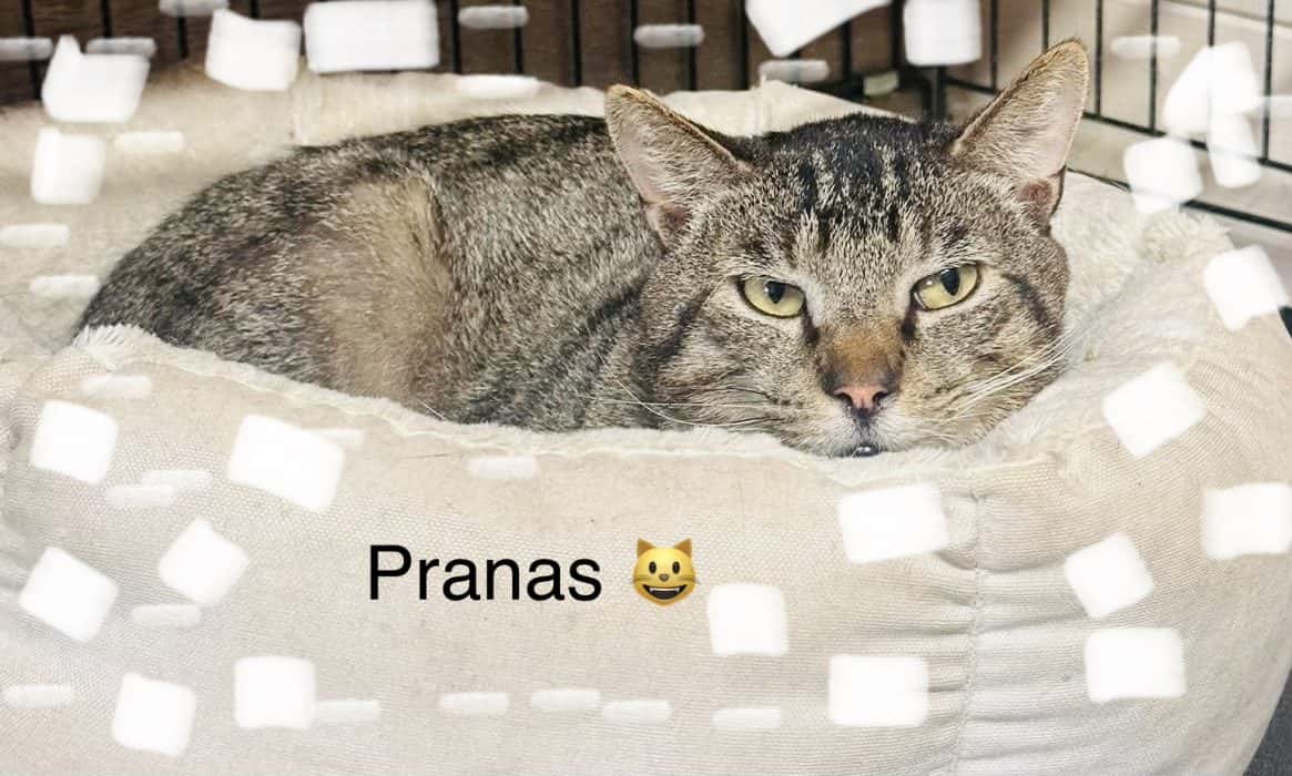 Pranas
