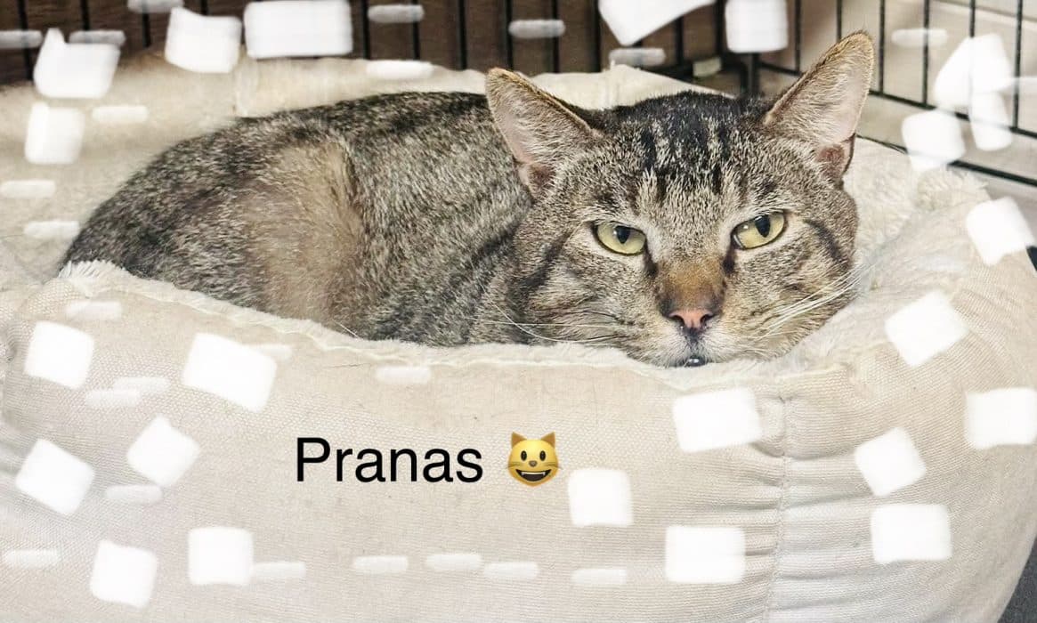 Pranas