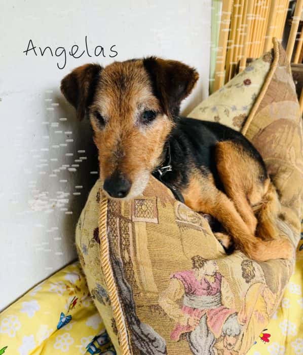 Angelas