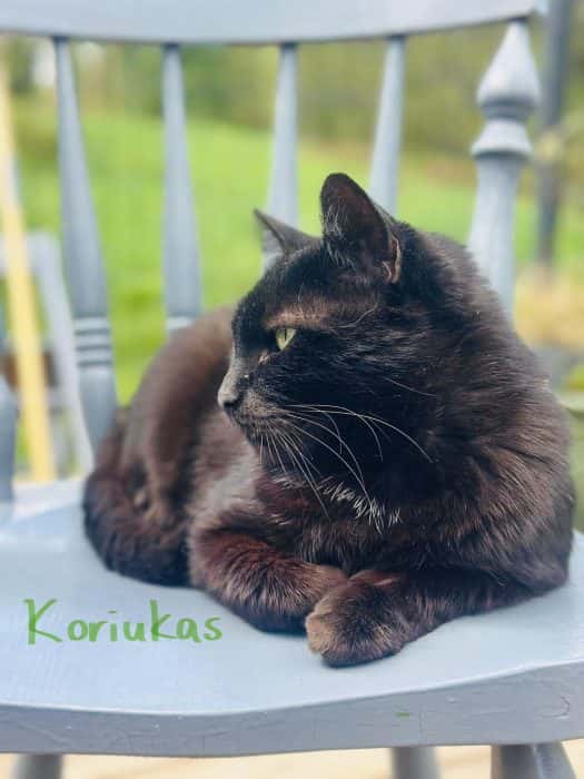 Koriukas