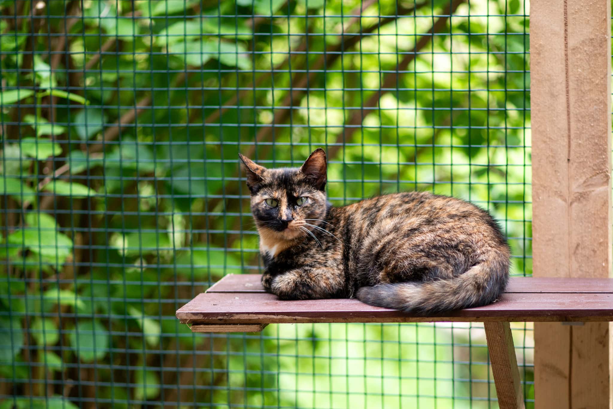 Fiona