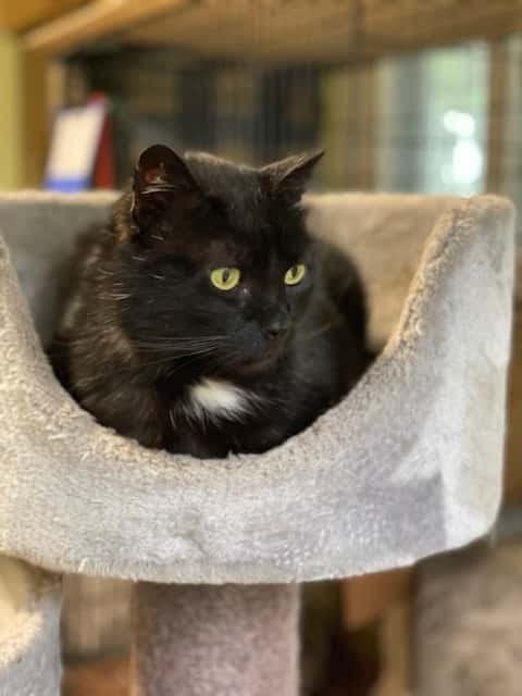 Figaro