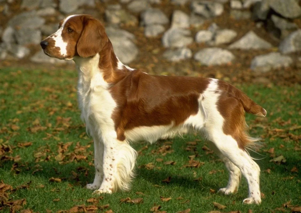 Valų springerspanielis veislės nuotrauka