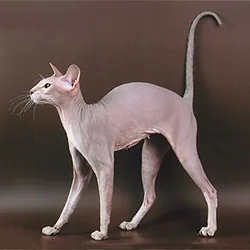 Peterbald veislės nuotrauka