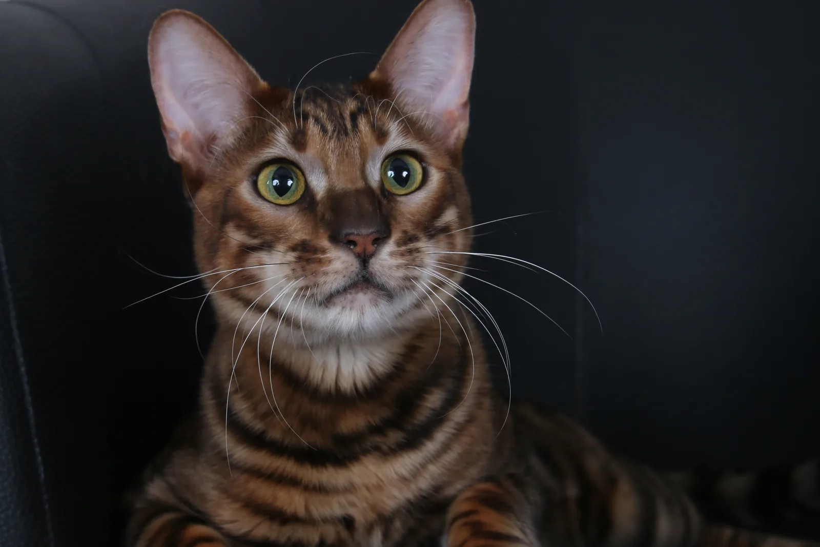 Toyger veislės nuotrauka