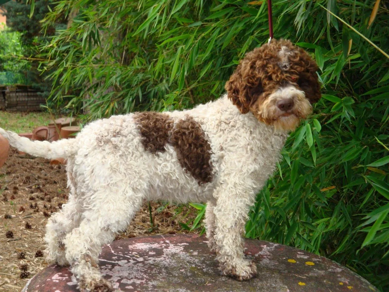 Lagotto Romagnolo veislės nuotrauka