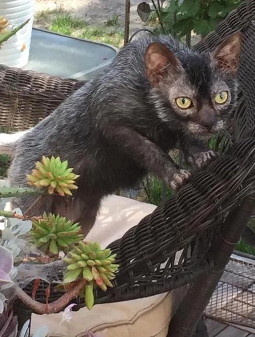 Lykoi veislės nuotrauka