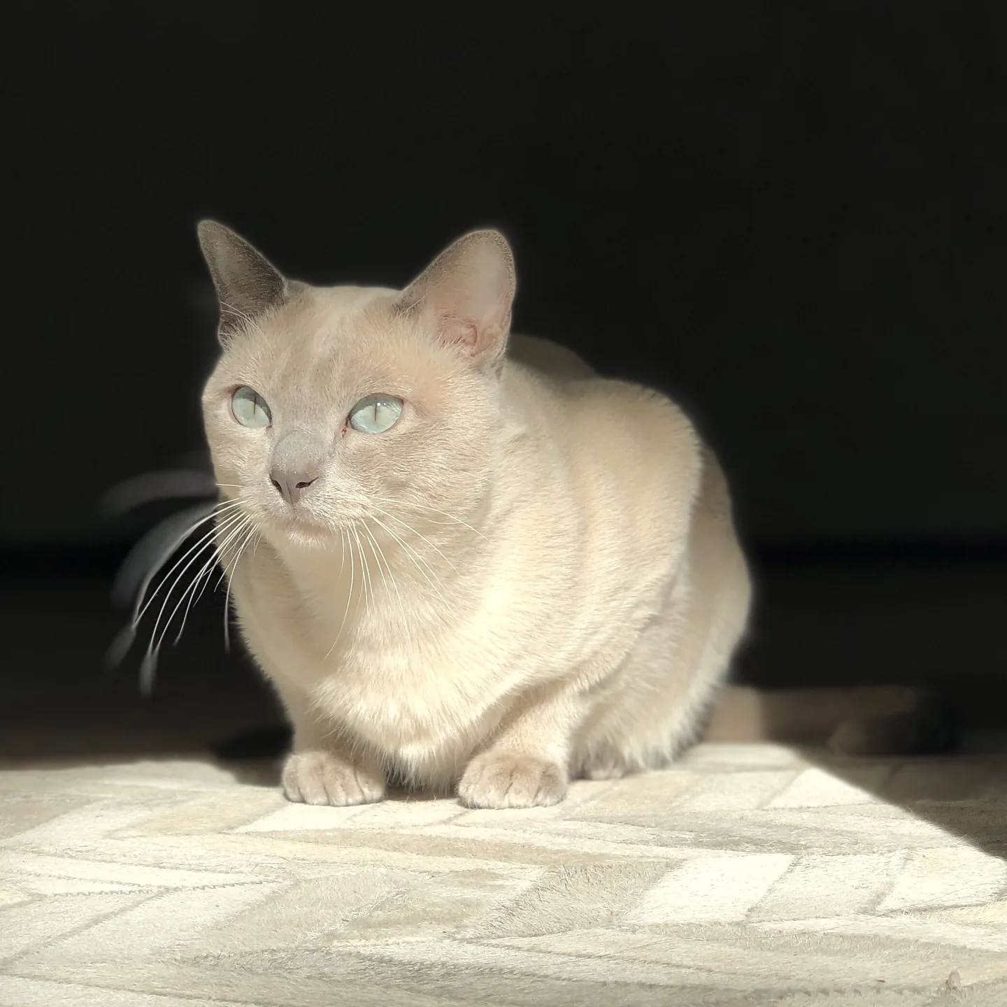 Tonkino katė veislės nuotrauka