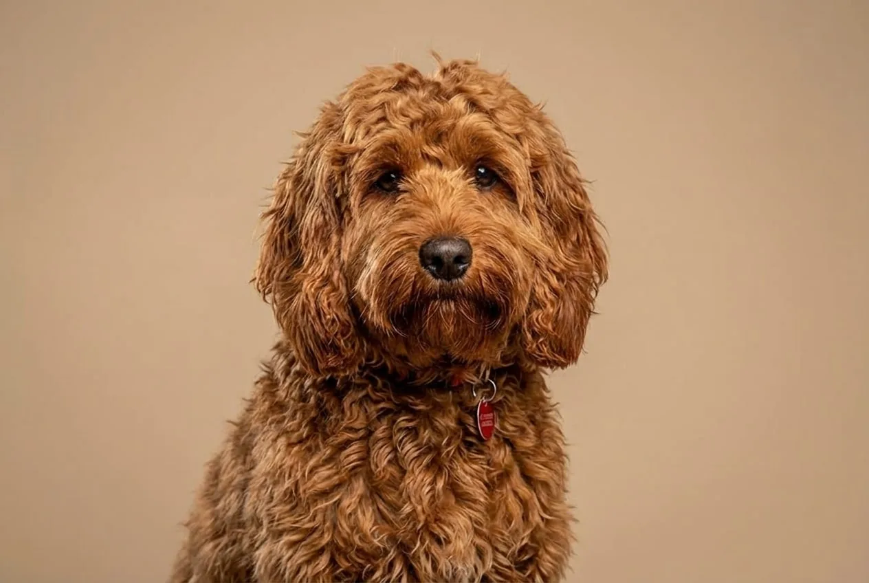 Cockapoo veislės nuotrauka