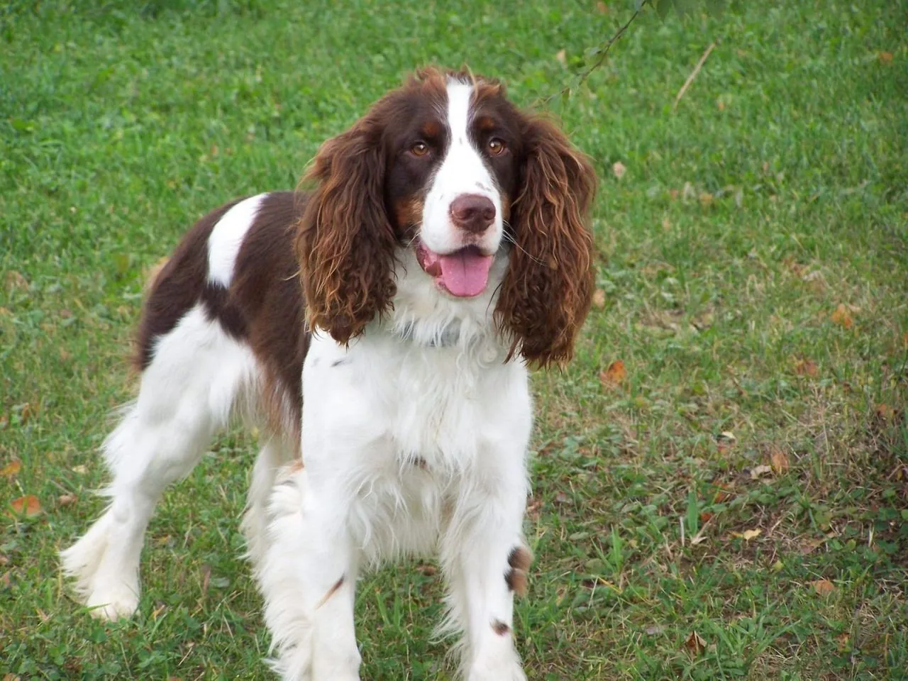 Anglų springerspanielis veislės nuotrauka