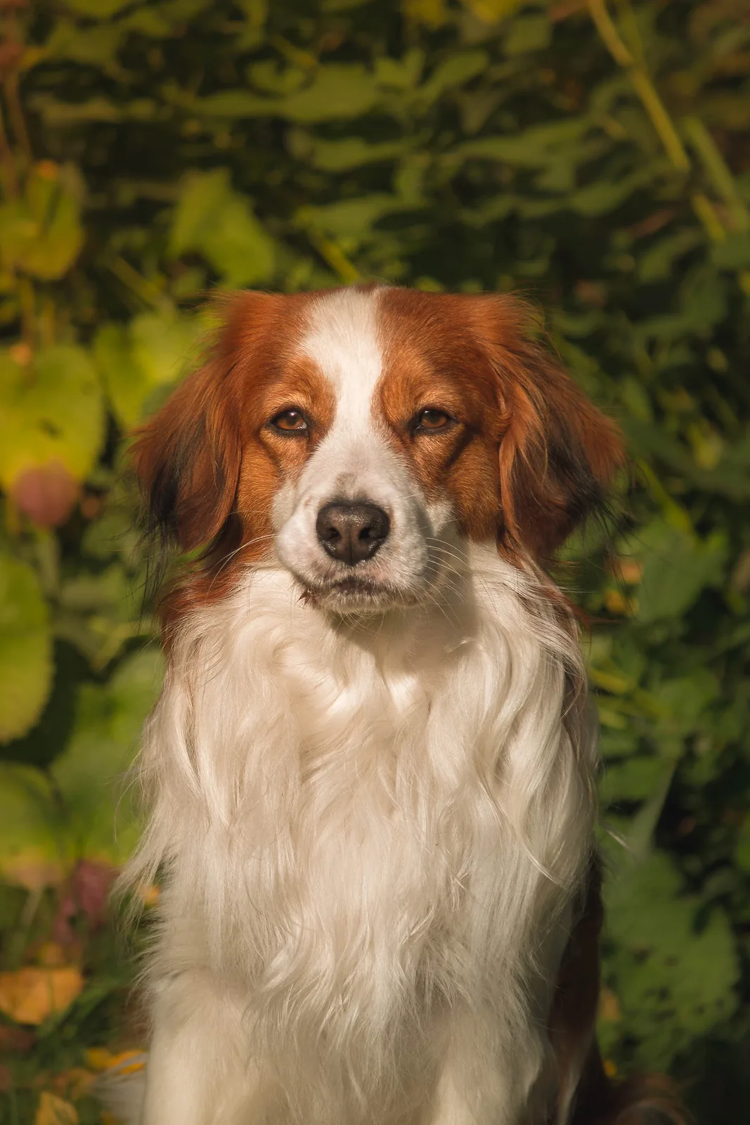 Mažasis olandų spanielis veislės nuotrauka
