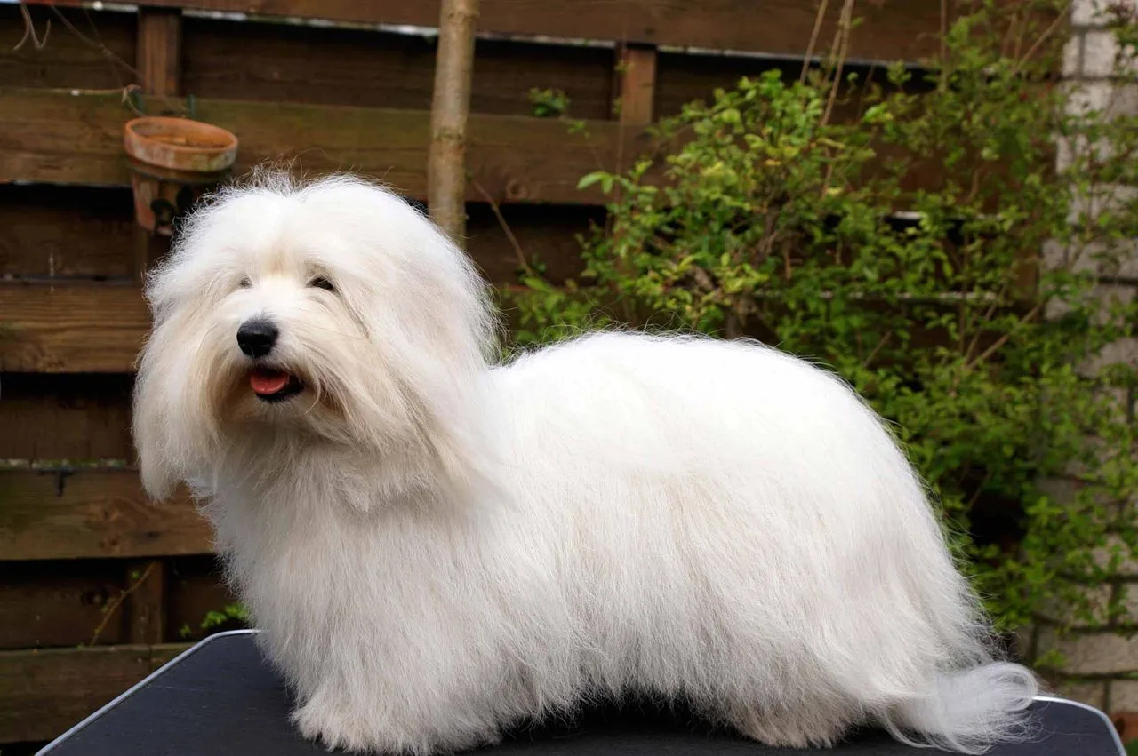 Coton de Tulear veislės nuotrauka