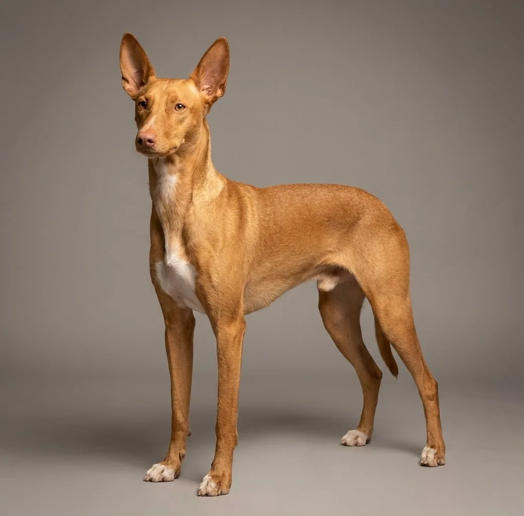 Podenco Andaluz veislės nuotrauka