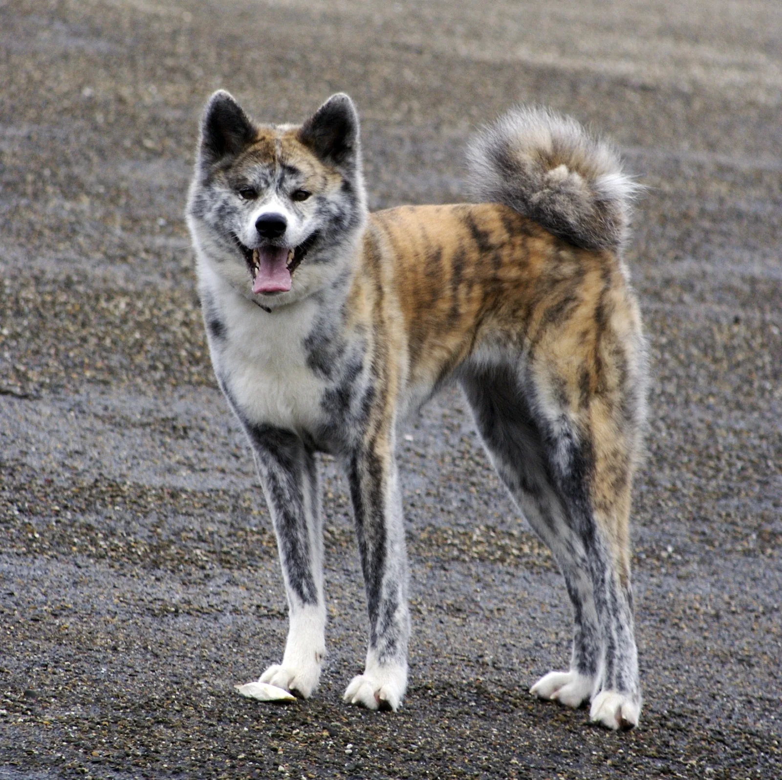 Akita Inu veislės nuotrauka