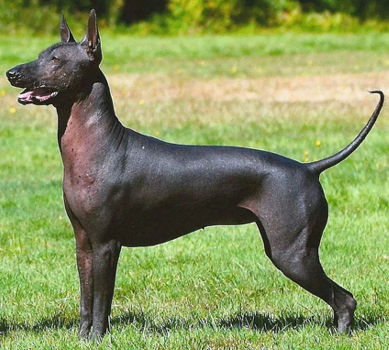 Xoloitzcuintli veislės nuotrauka