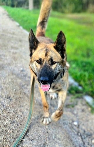 Svarainis. Arba tiesiog Svaras.