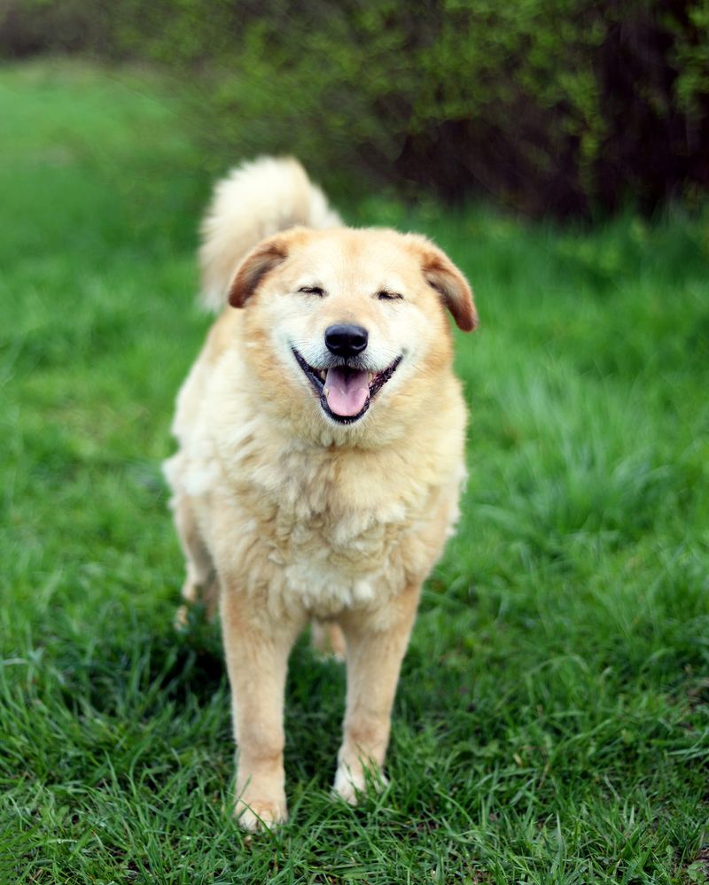 Meškinas Rudis Rududulis