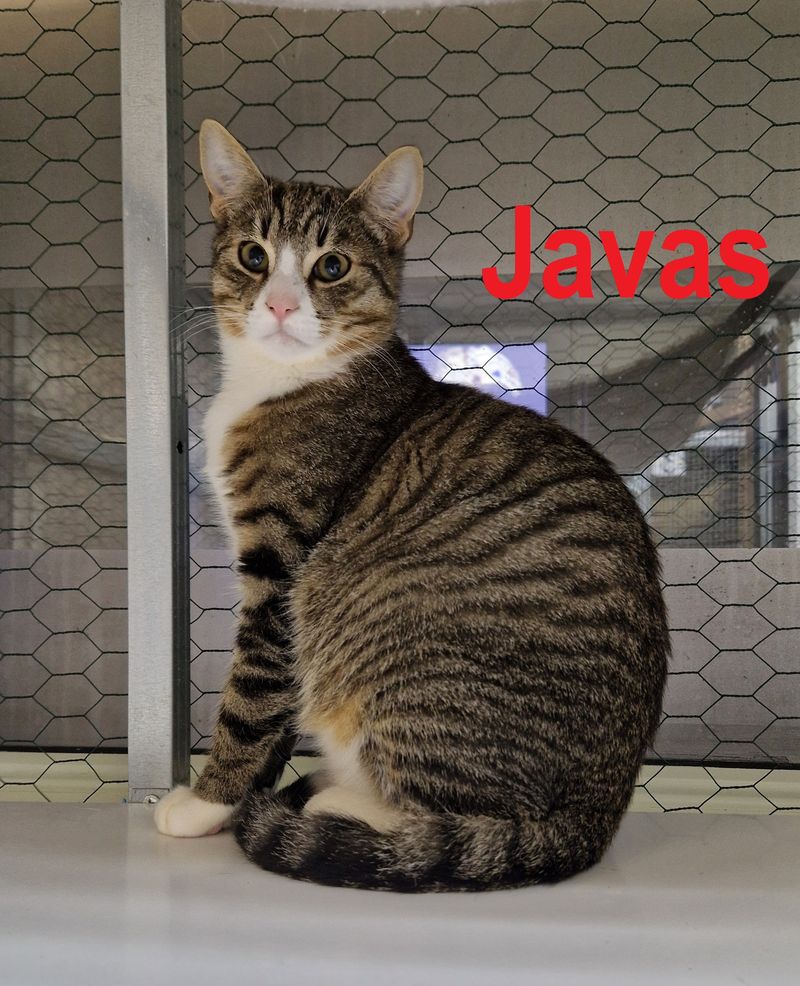 Javas