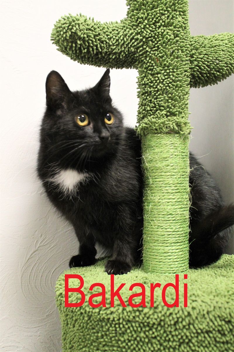 Bakardi