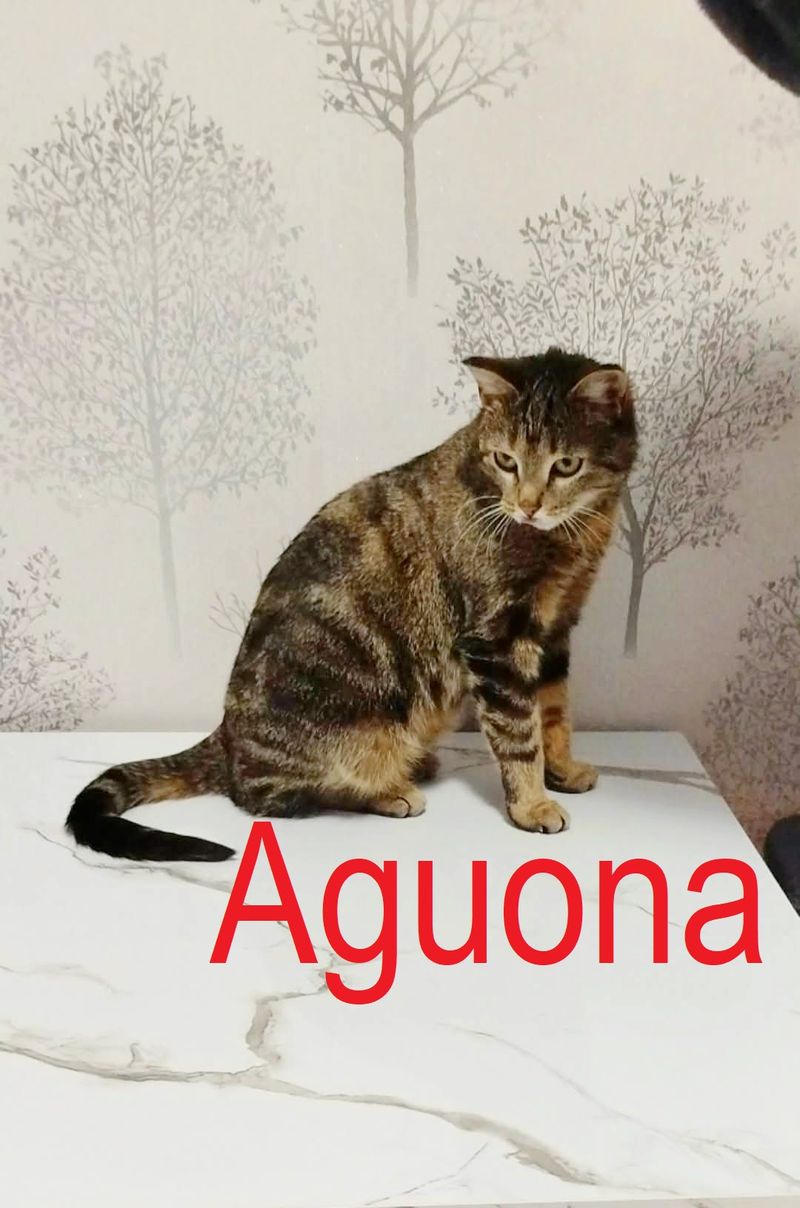 Aguona
