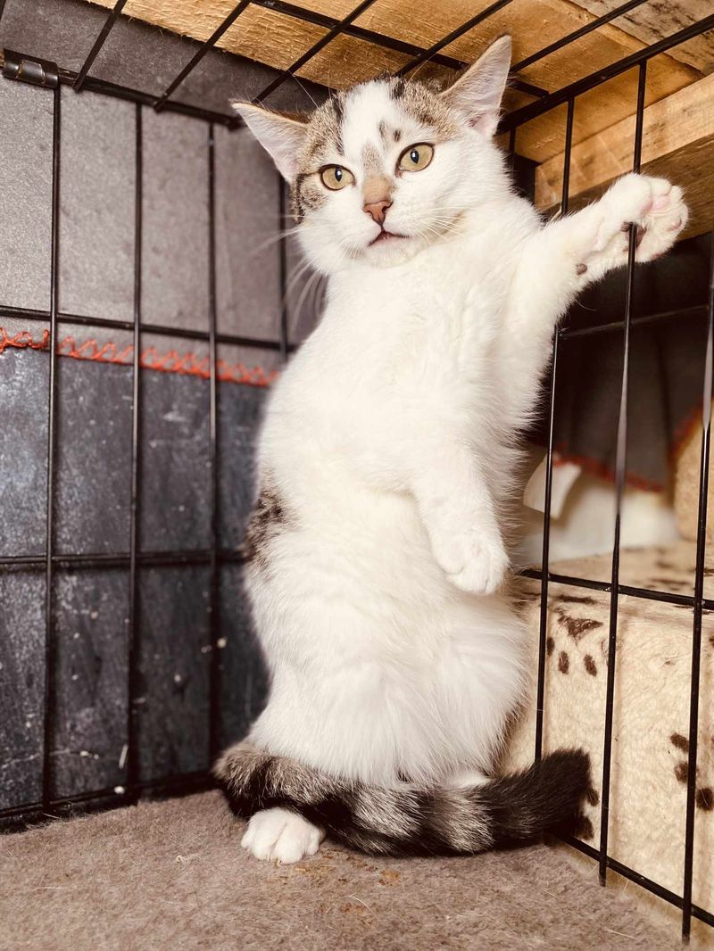 OBELAITĖS KAČIUKAI – ANDORAS