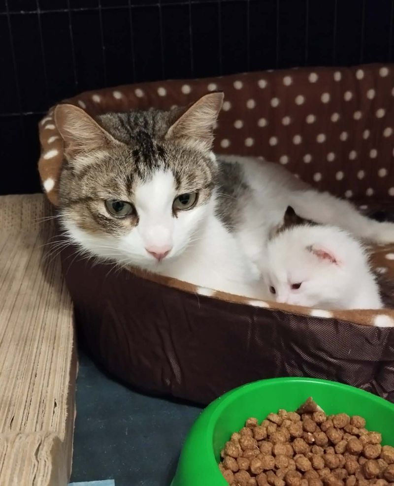 ŠIUPYLIŲ KAČIUKAI