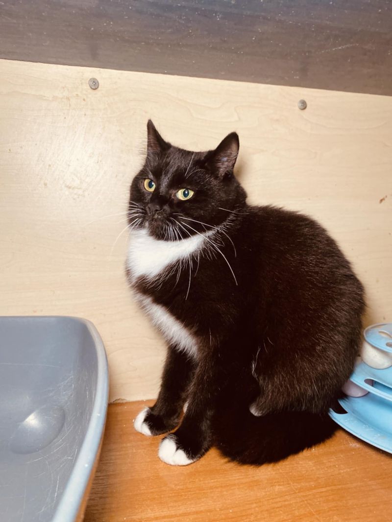 GERGŽDELIŲ KATUKAI – FAJA